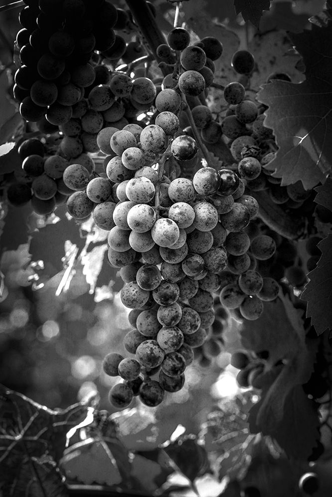 Fruit of The Vine