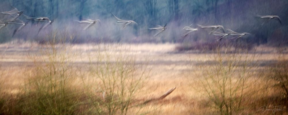 Birds Flying By