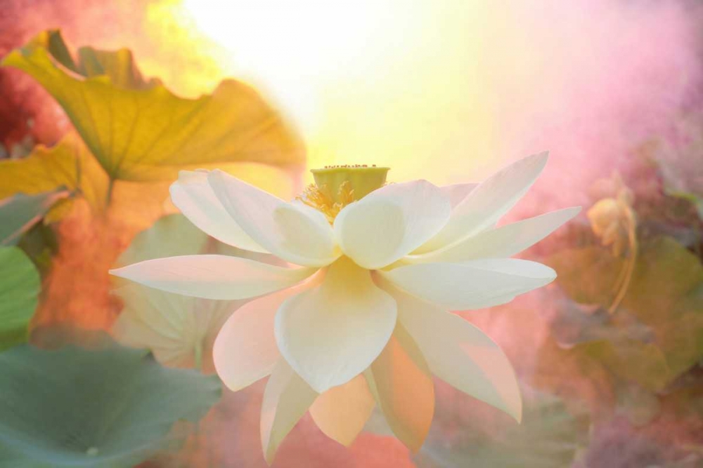 Arise