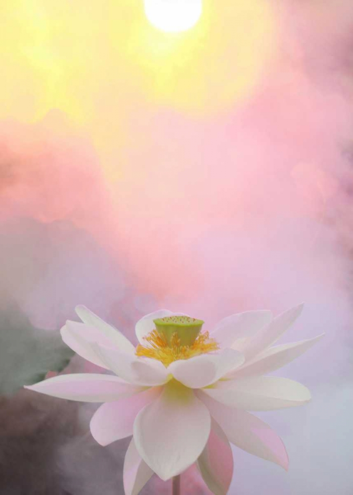 Beauty at Dawn