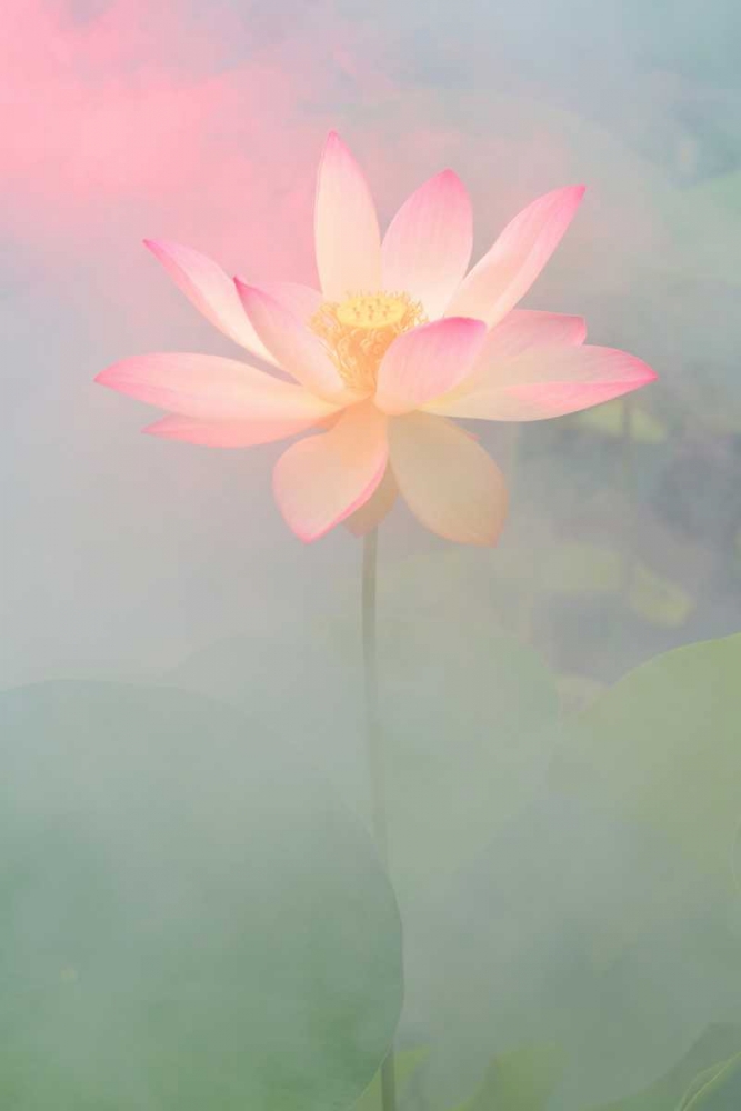 Pink Passion