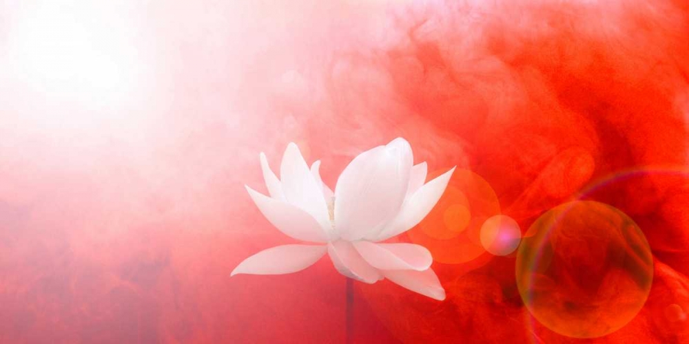 Lotus in Flames