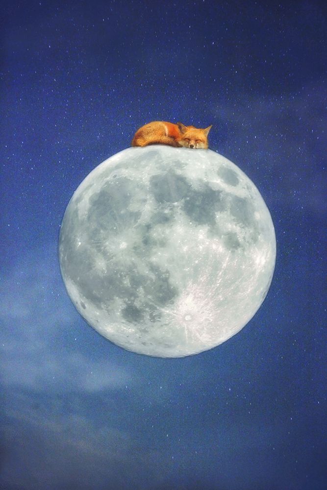 Fox Sleeping on Moon