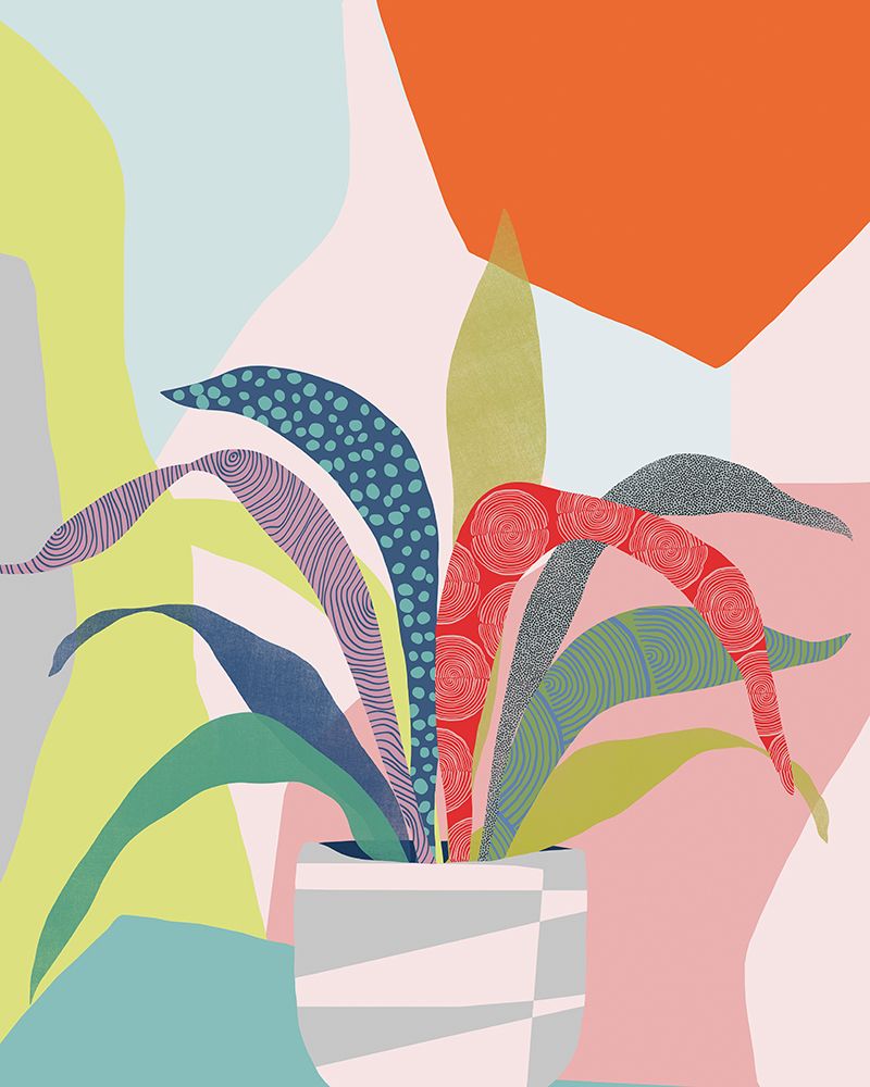 Clown Plant