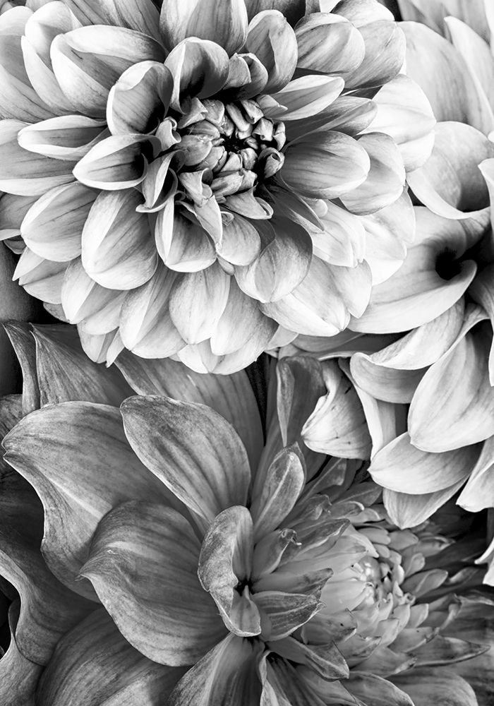 B And W Flower 2