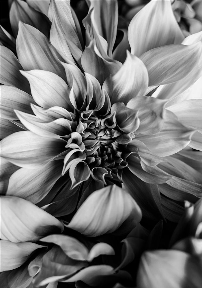 B And W Flower 4