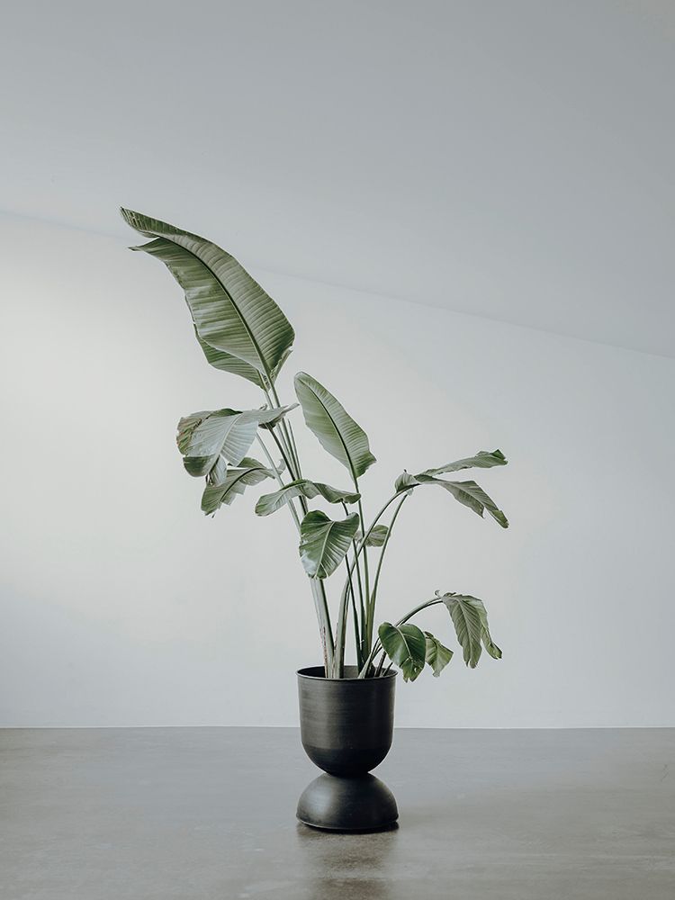 Portrait of a Plant