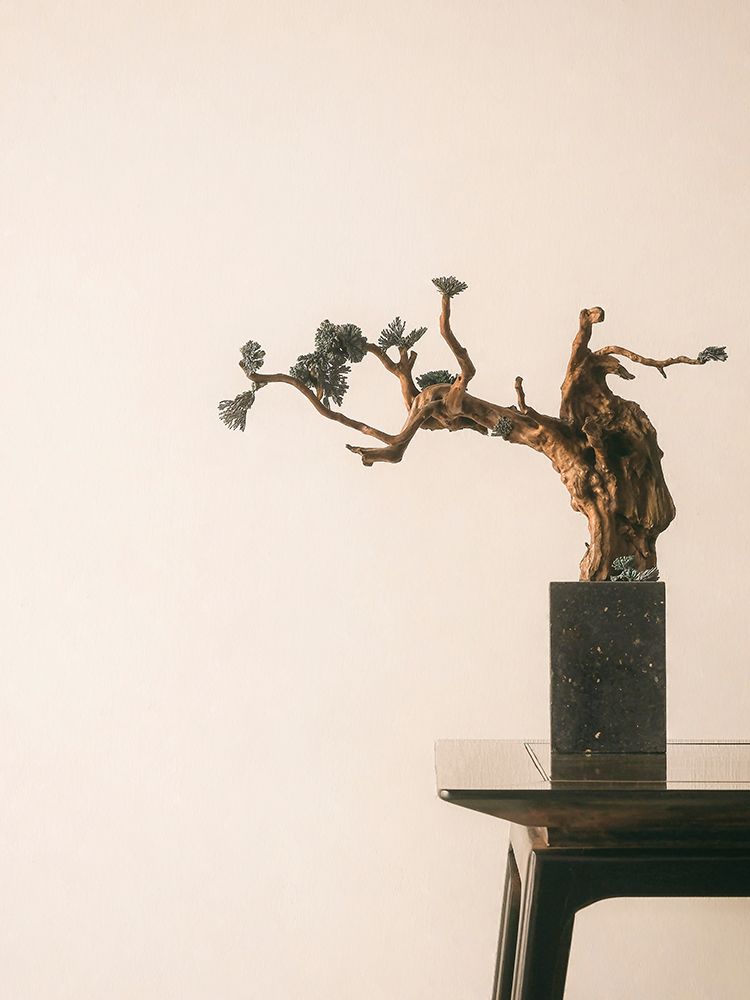 Patience and Dedication Bonsai