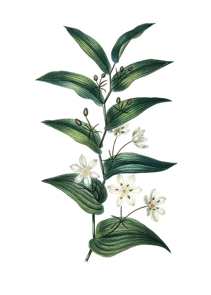 Botanica I