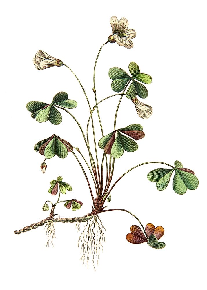 Botanica II