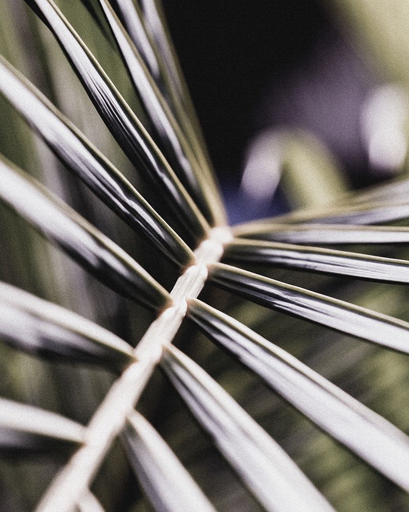 Close up XII