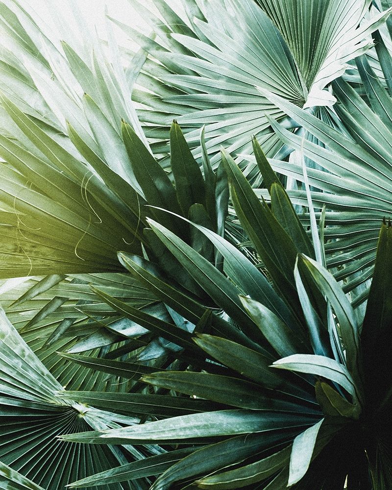 Leaf II