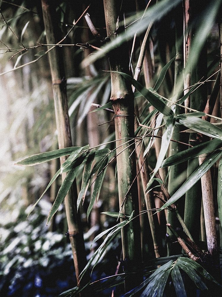 Leaf III