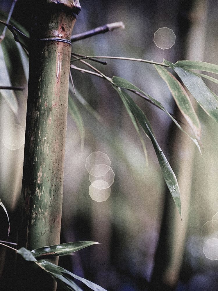 Leaf IV