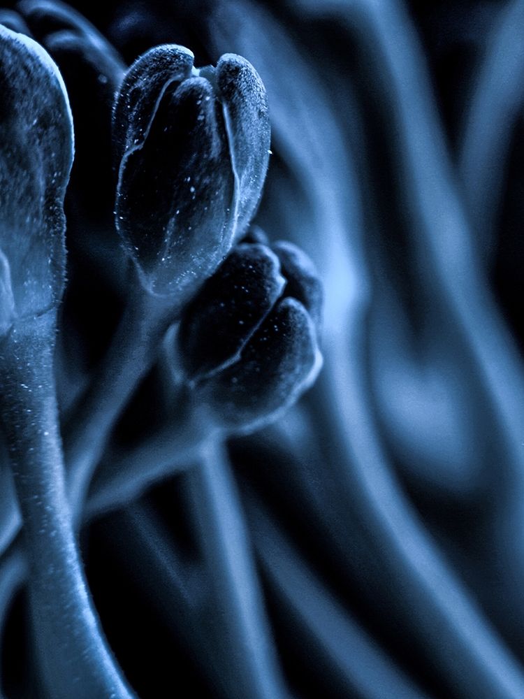 Leaf VII