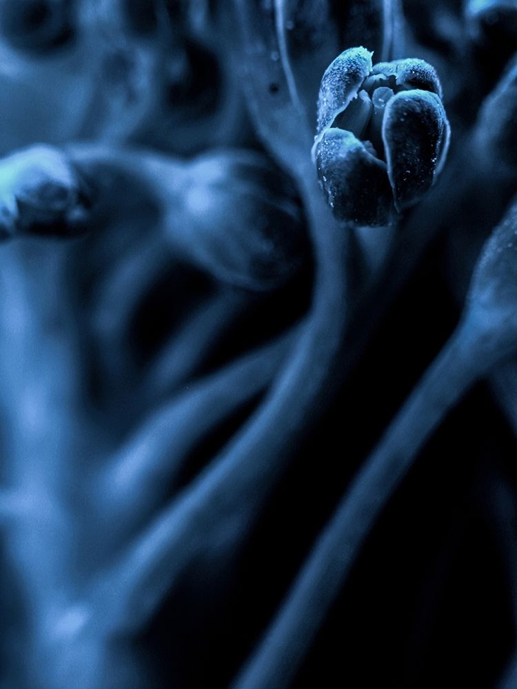 Leaf VIII