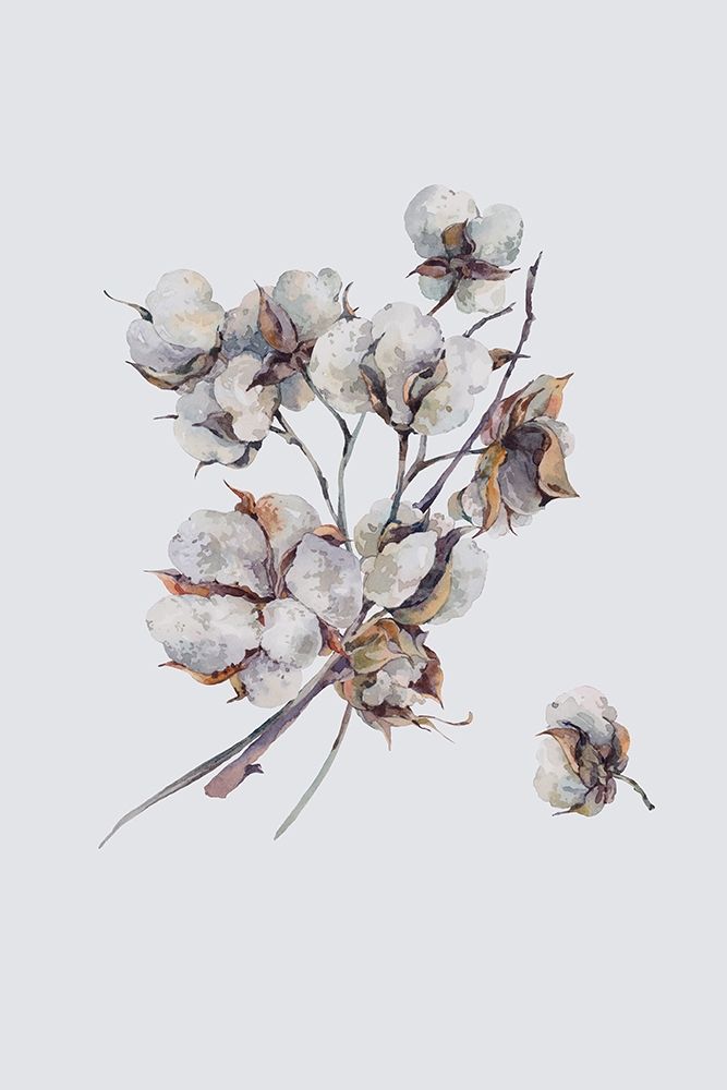 Cotton III