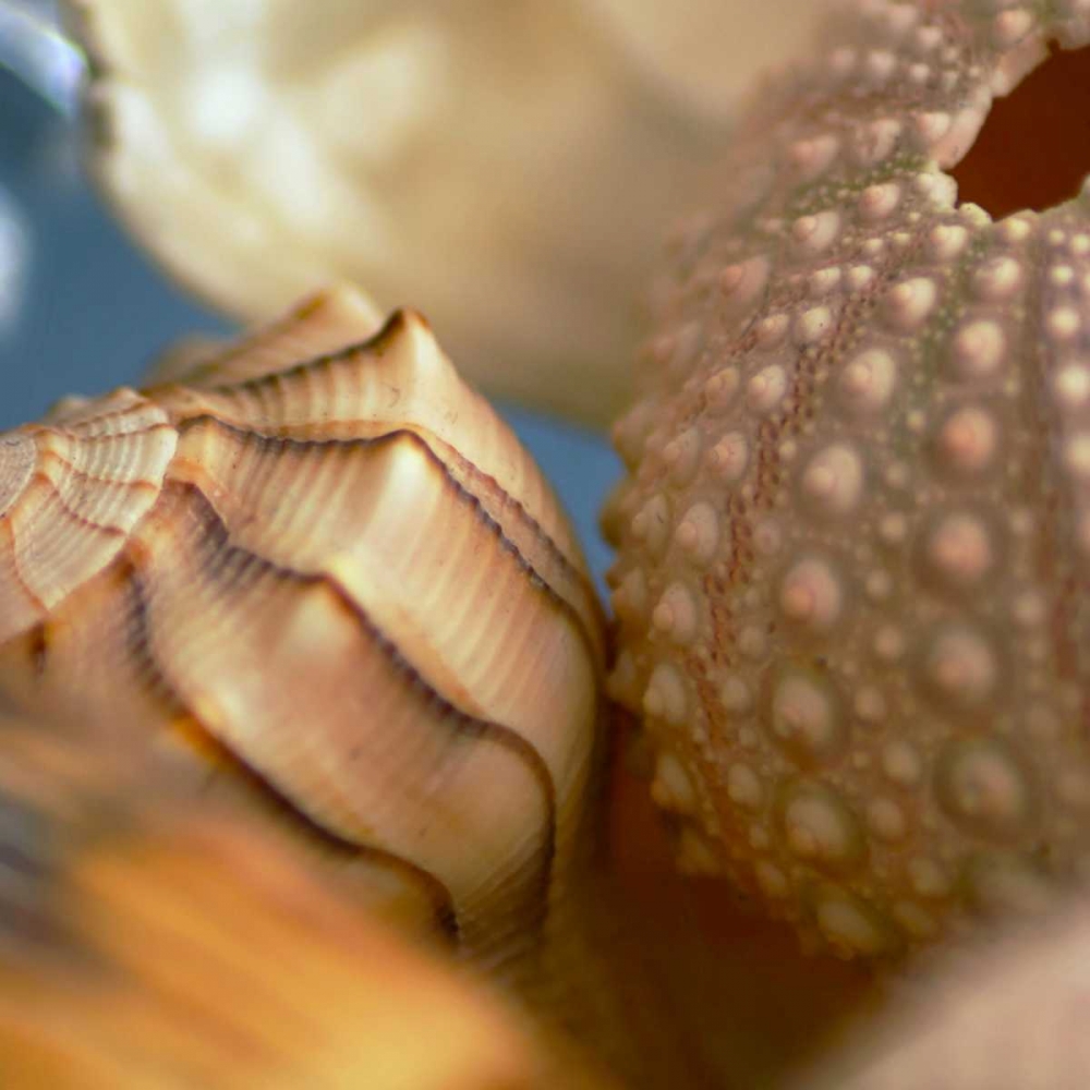 Shells 1