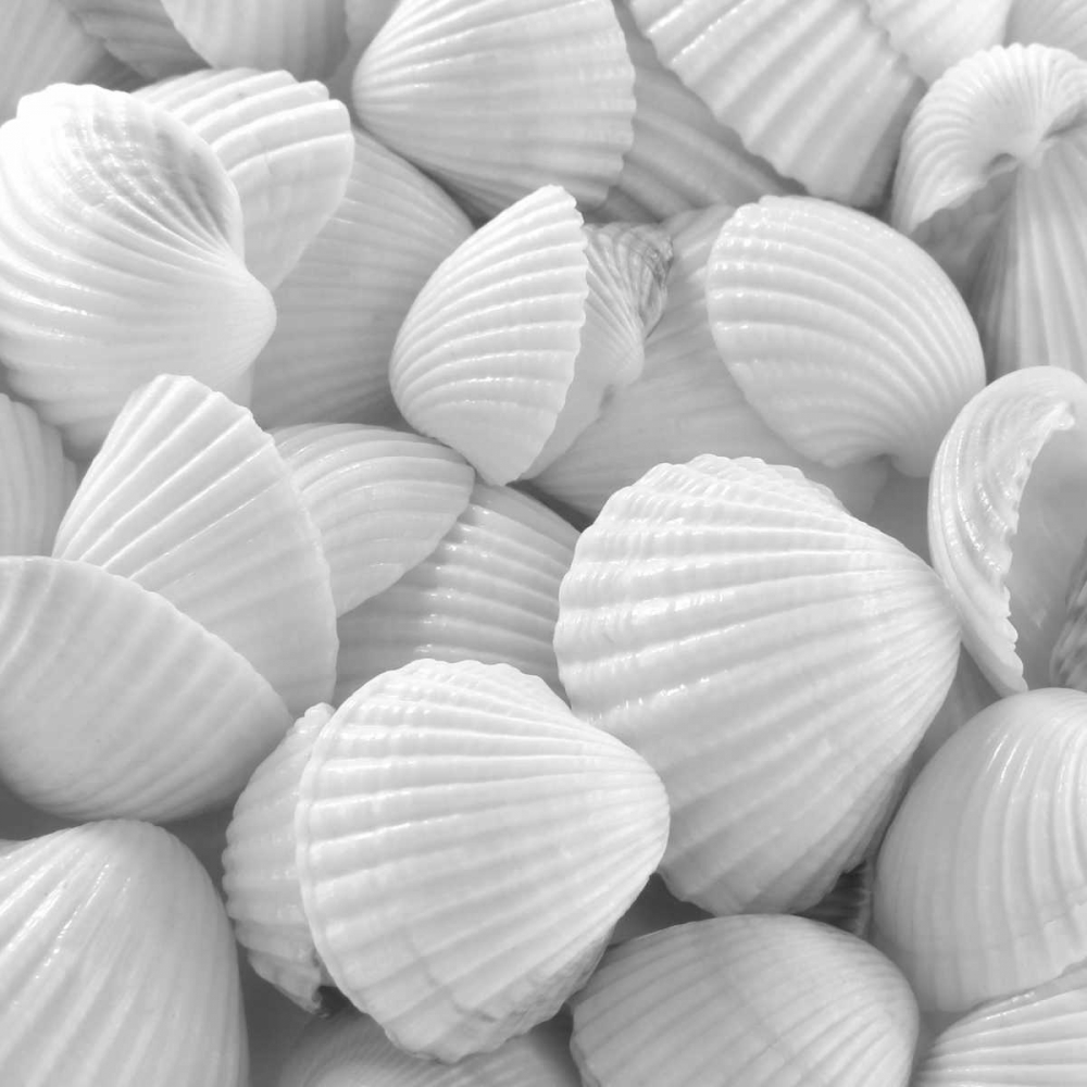 Shells 3