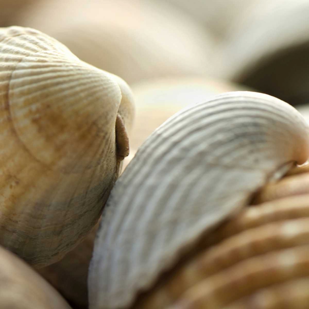Shells 4