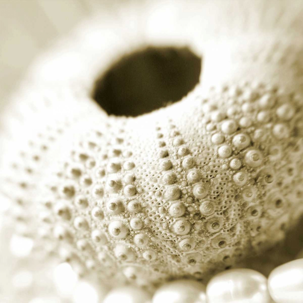 Shells and Pearls 2