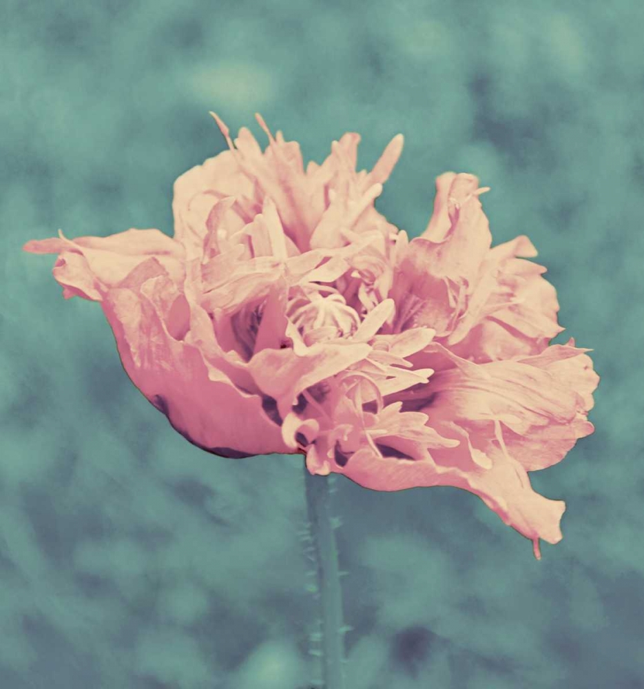 Beautiful Pink