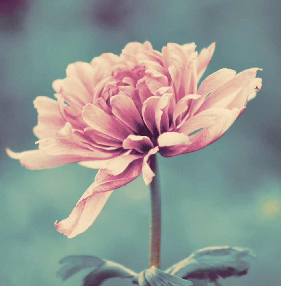 Gorgeous Pink