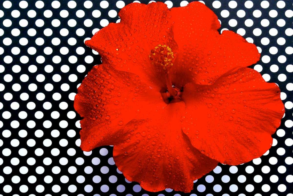 Red Hibiscus