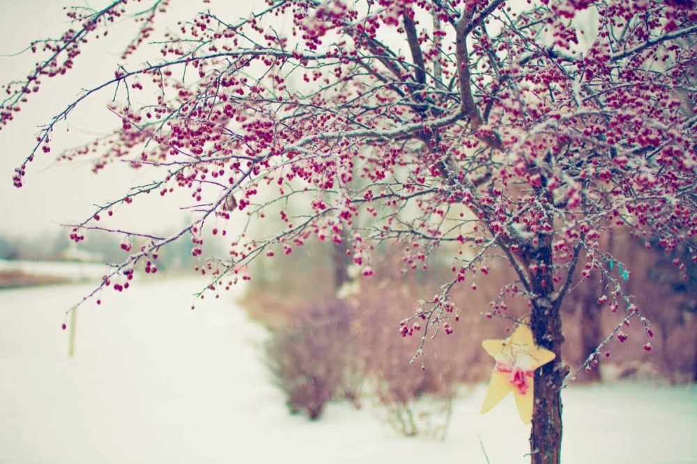 Winter Berries I