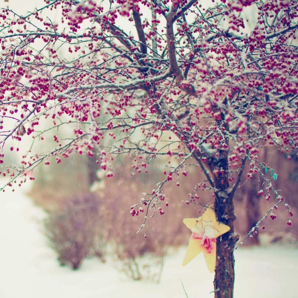 Winter Berries II