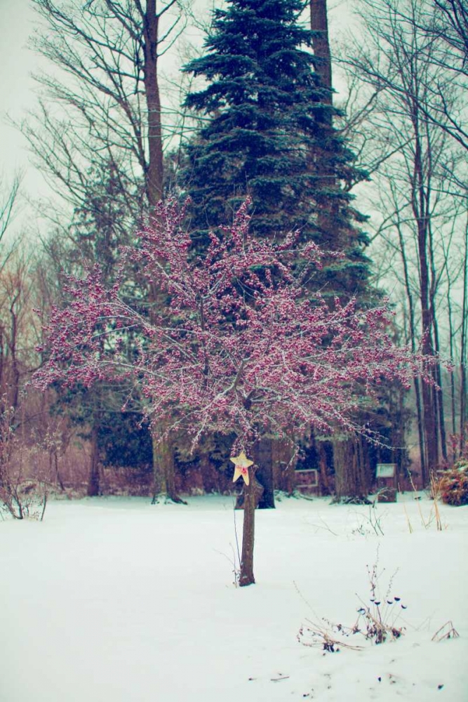 Winter Berries III