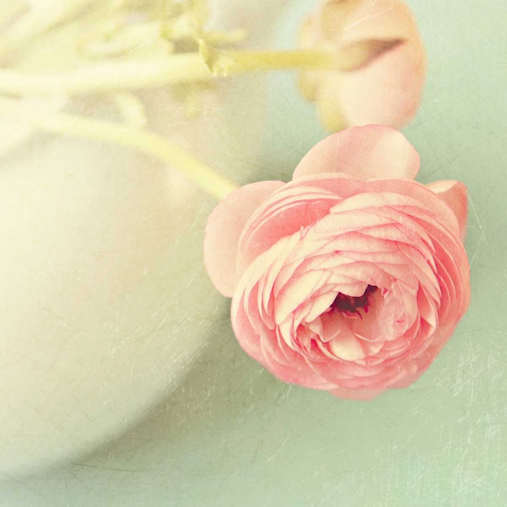 Vintage Peony I