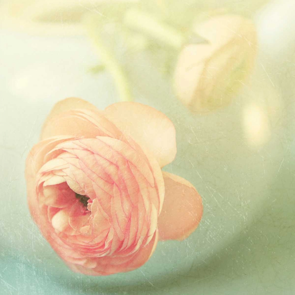 Vintage Peony II