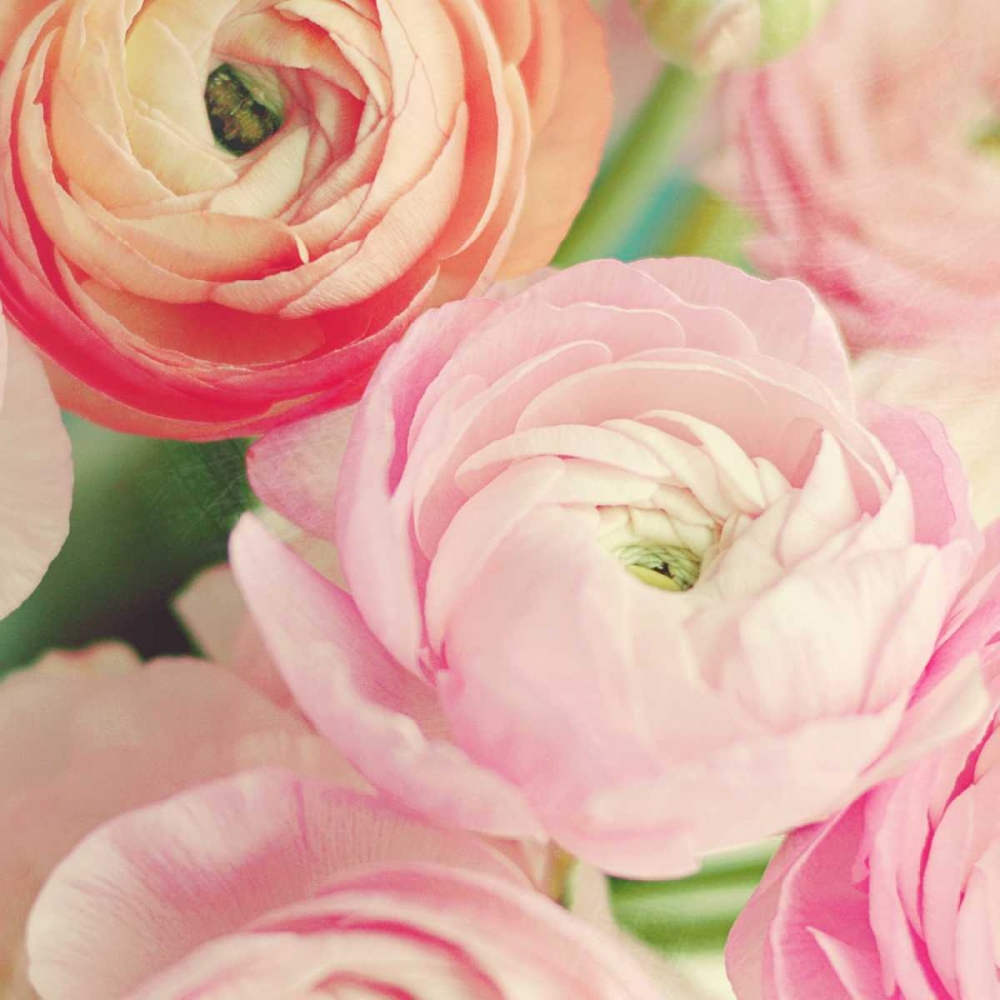 Blushing Blossoms Square II