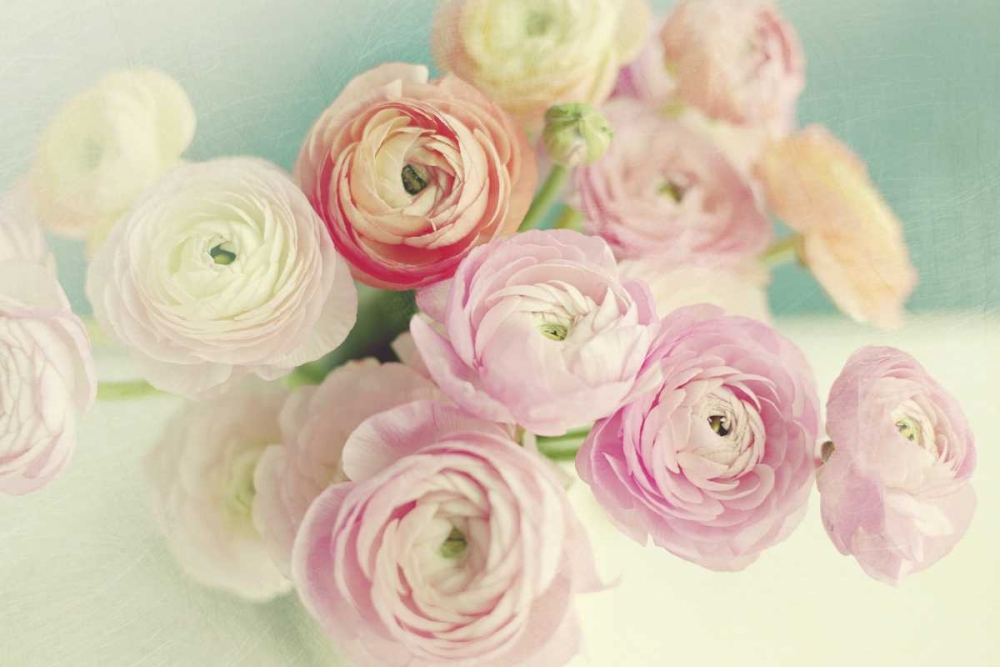 Blushing Blossoms