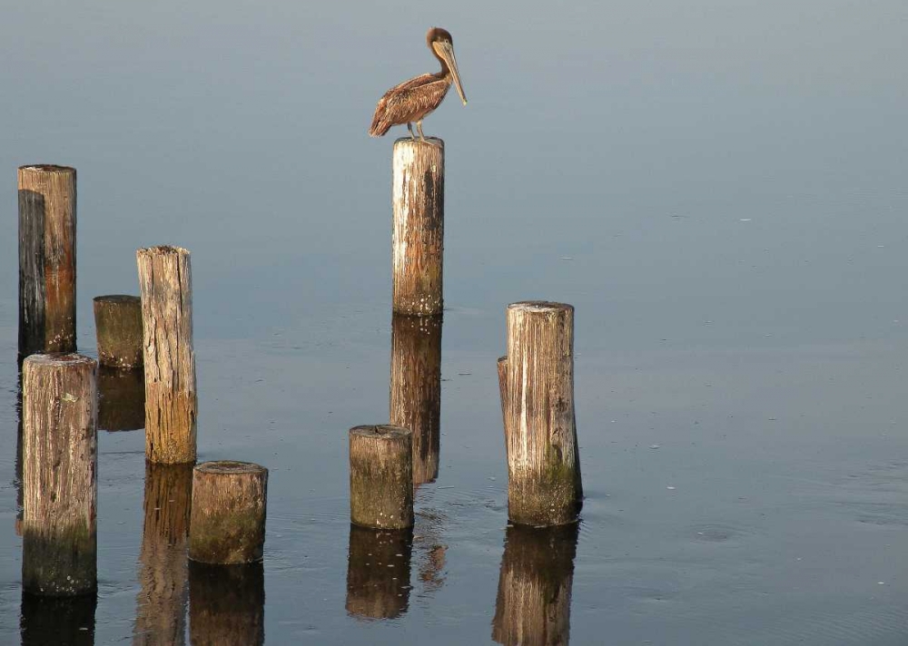 Pelican I
