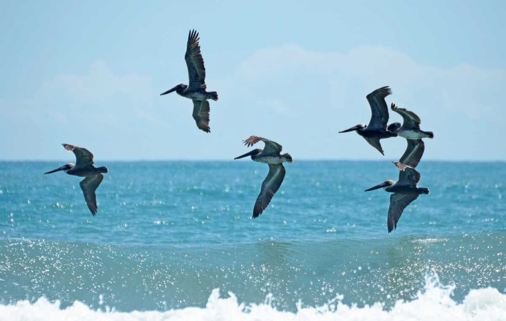 Pelican II