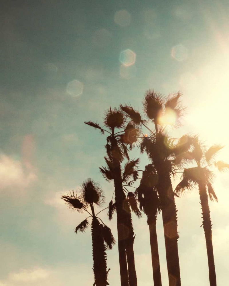 Palms in the Sun