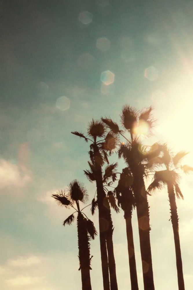 Palms in the Sun