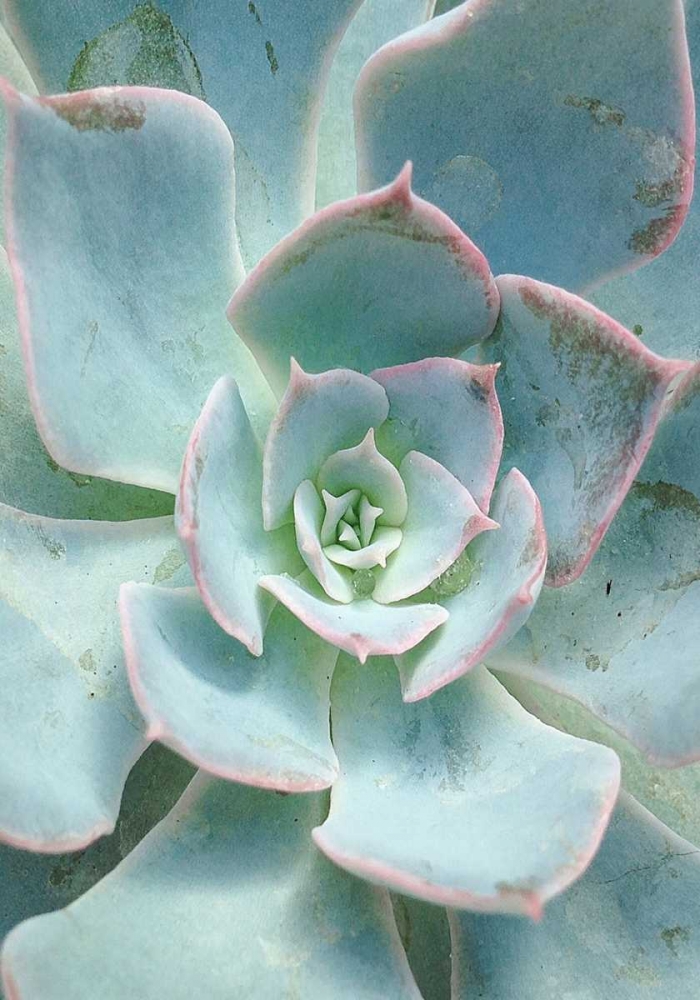 Teal Succulent Vertical