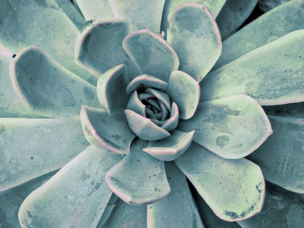 Teal Succulent