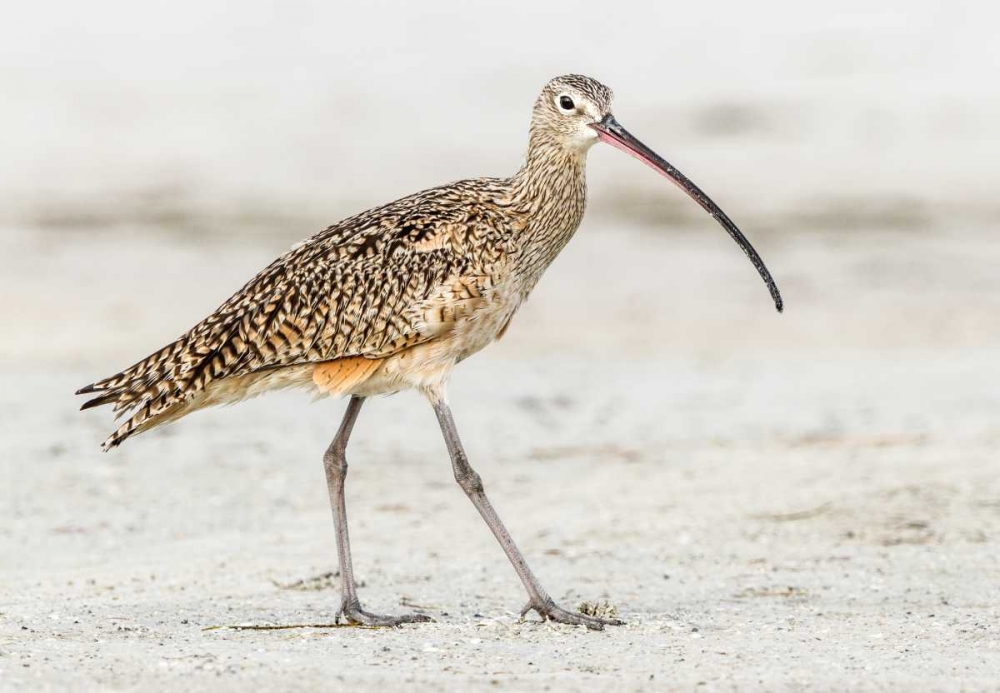 Long Billed Curlew