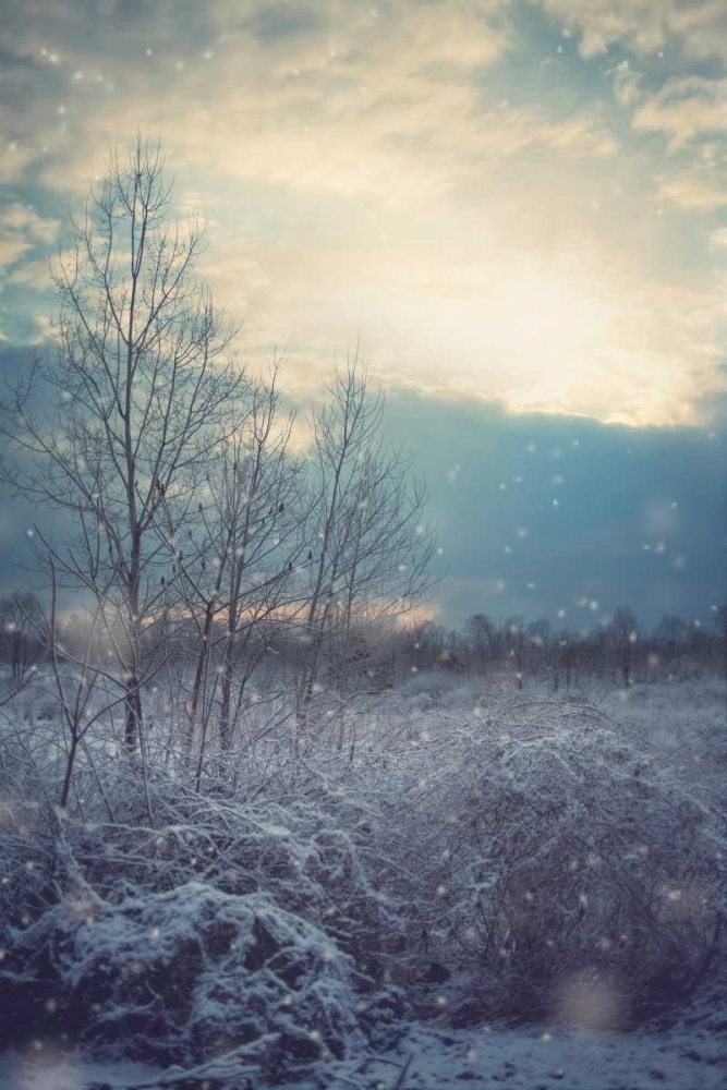 A Winters Day