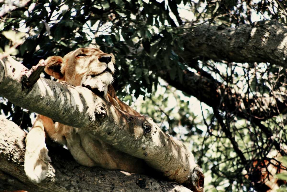 Lion Tree