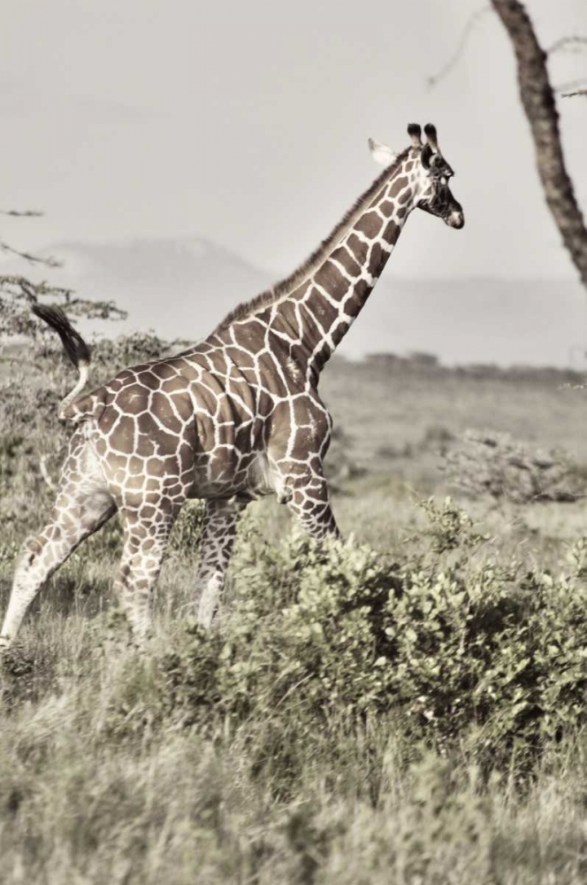 Sepia Giraffe