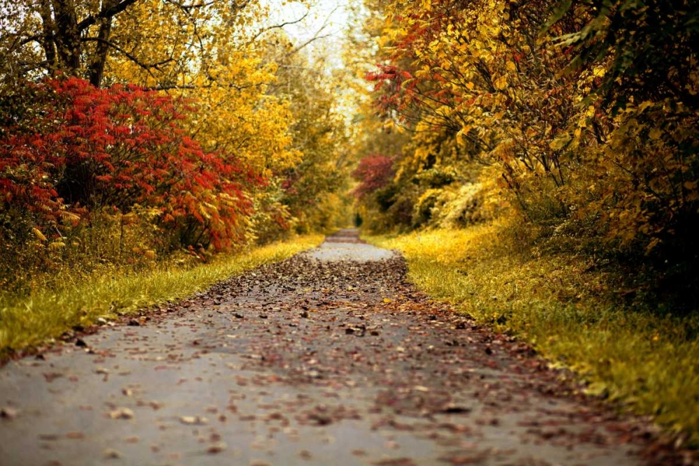 Quiet Autumn Path