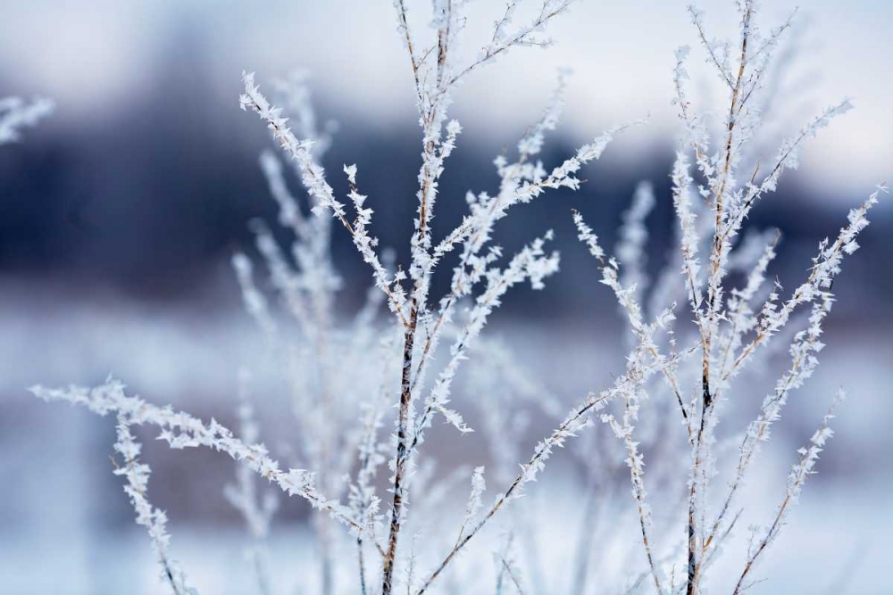 Flakes on Branches