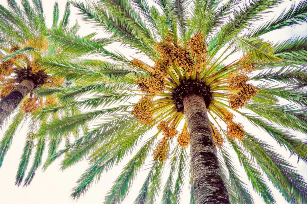 Chic Palms I