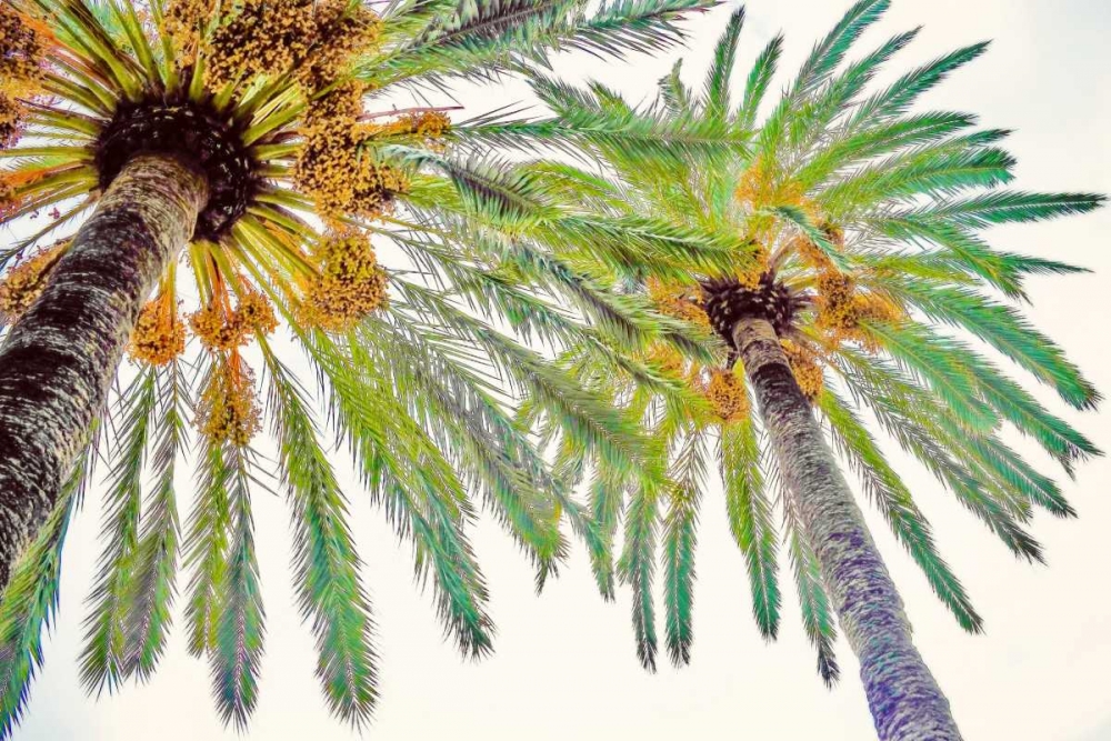 Chic Palms II