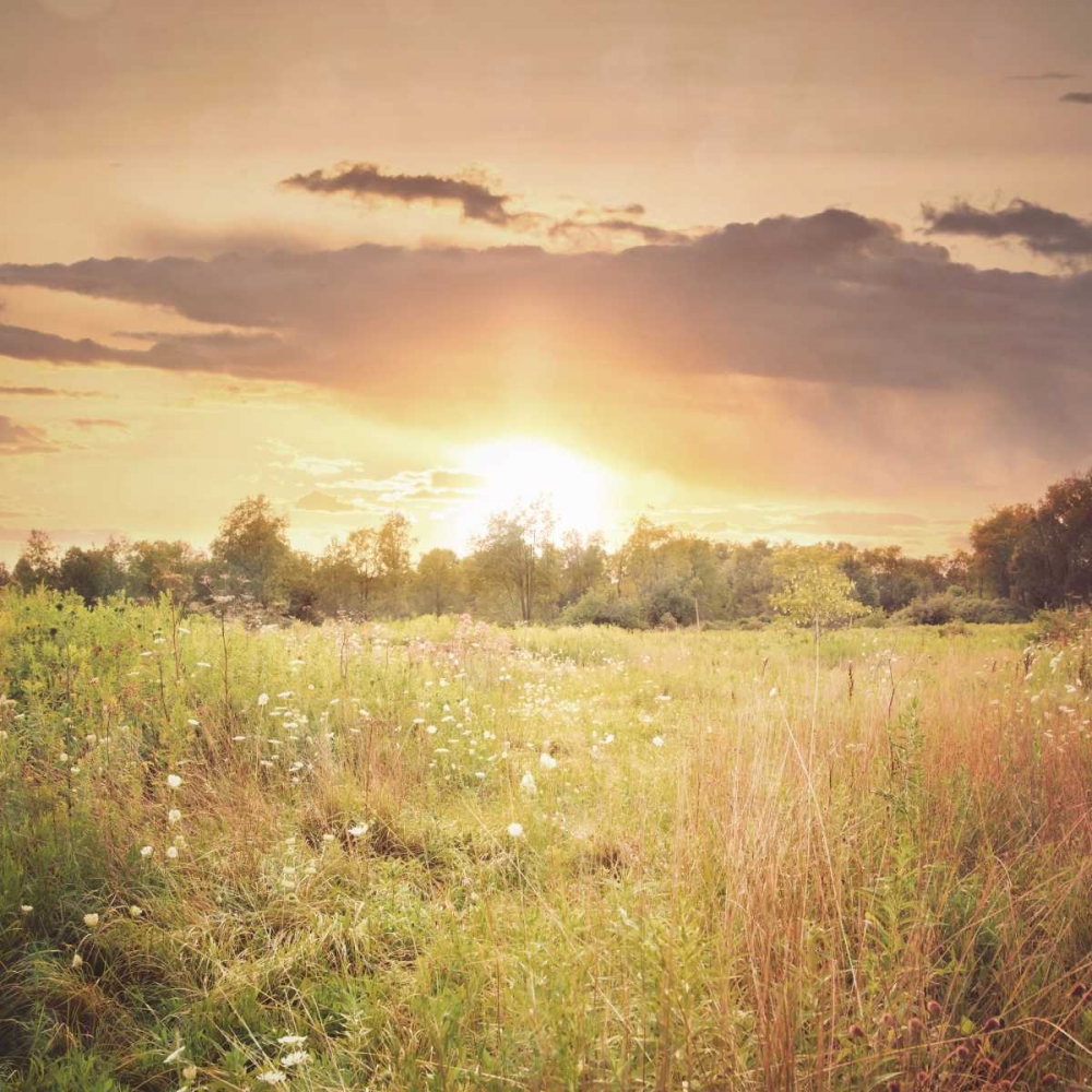 Field of Warmth Square